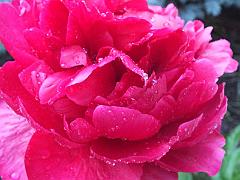 peony14 (23)